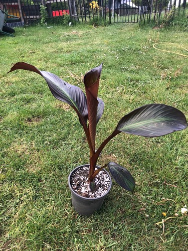 Ensete ventricosum maurelii - ensete,