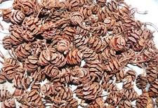 Zapfen vom Urwelt Mammutbaum, 100 Stück, 2 cm, Basteln, Floristik etc.