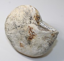 Nautilus, Eutrephoceras sp