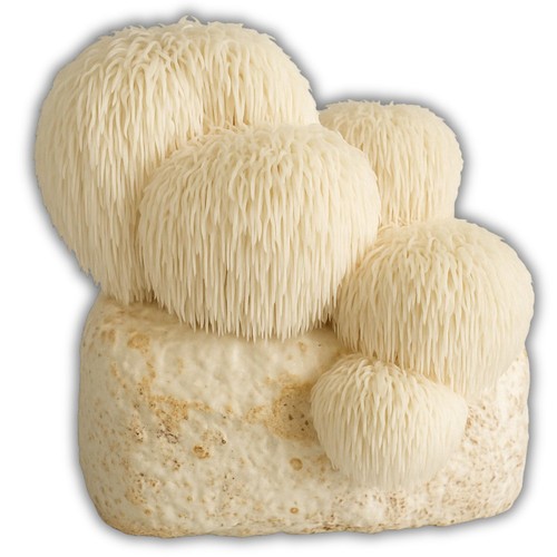 Bio hericium kultur - bio, lion's