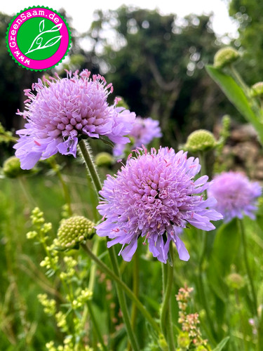Wiesen witwenblume 50 - wiesen,