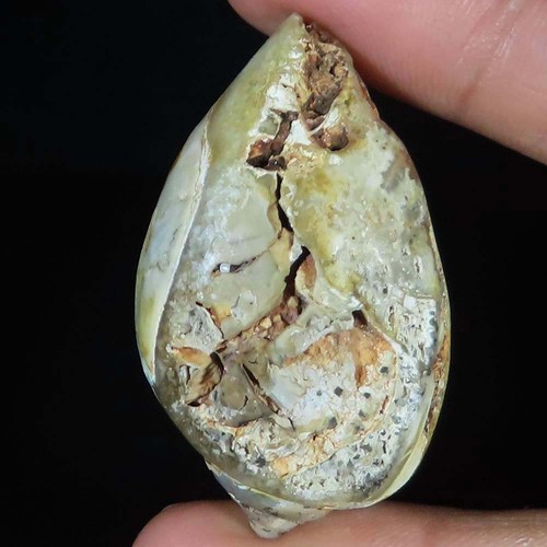 Natürlich fossil schnecke - natürlich,