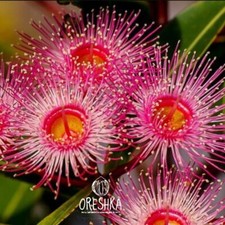 Eukalyptus Hybride (Gummibaum