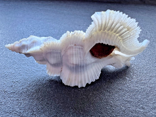 Pterynotus alatus murex 9 - alatus,