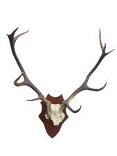 Hirschgeweih 11-Ender Trophäe