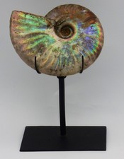 Fossil Ammonit irisierender