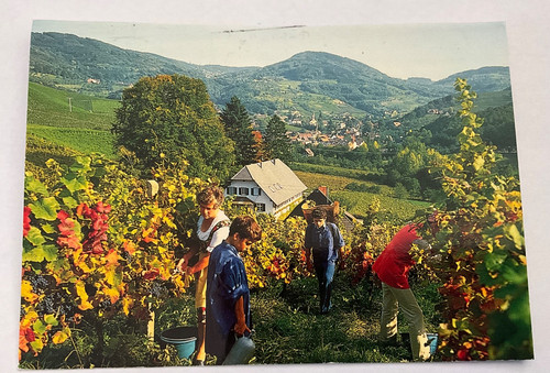 939 sasbachwalden wein - ,,