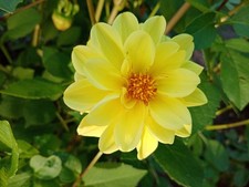 **Weihnachtsgeschenk - Dahlien gelb– 20 Blumensamen ”handverlesen**