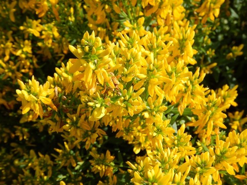 Färber ginster genista - färber-ginster,
