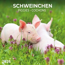 Schweinchen/Piggies 2026