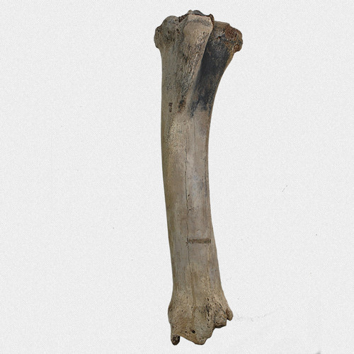 Fossil steppenbison schienbein - steppenbison,