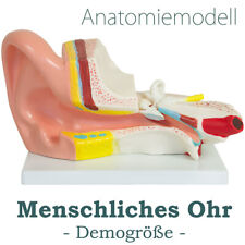 Anatomie Modell Ohr Menschen menschlicher Körper Anatomisches Ohrmodell medmod