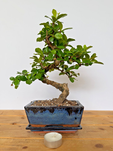 Zimmerbonsai fukientee - zimmerbonsai,