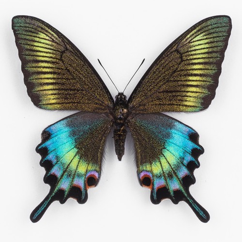 Papilio maackii aberration - aberration, ♀