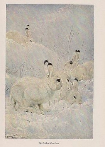 Nordischer schneehase - nordischer,