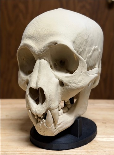 Monsterschädel schädel skull - monsterschädel,