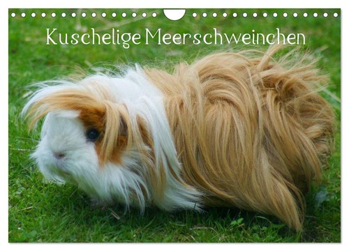 Kuschelige meerschweinchen - kuschelige,