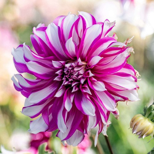 Violett weiße schmuckdahlie - violett-weiße,