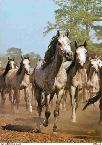 Tiere pferde araber - pferde,