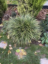 Wintergrünes Ziergras - Carex Morrowii – Japansegge – Japangarten