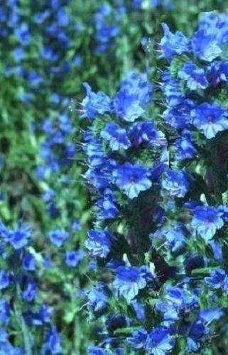 Blauer riesen natternkopf - blauer, riesen-natternkopf