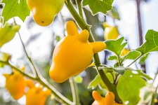 SAMEN eine Blume die aussieht wie die Euter von der Kuh: echt verrückt !