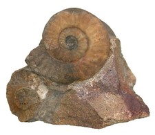 Lias Standstück mit