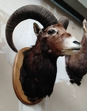 Mufflon Widder Geweih Jagdtrophäe Gehörn Kopfschulter Präparat