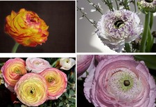 winterharte Ranunkel