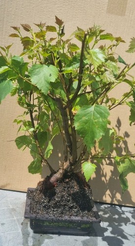 Bonsai birkenbaum - bonsai,,