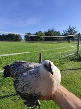 12 Bruteier Dongxiang