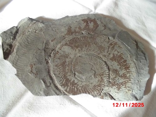 Fossil schiefer ammonit - in, schiefer,