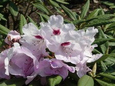 Rhododendron Hybride Etosha -