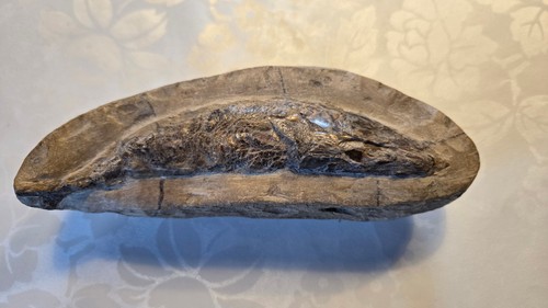 Versteinerung rhacolepis - versteinerung,