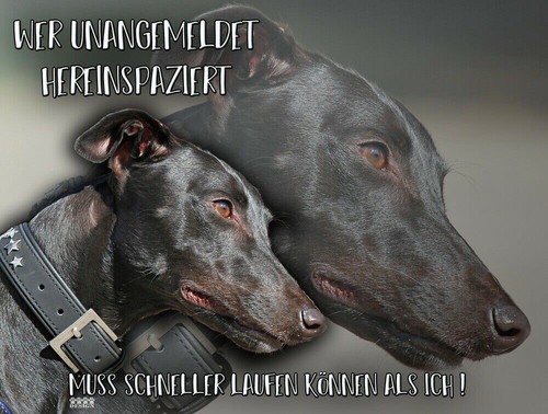 Greyhound windhund - greyhound,