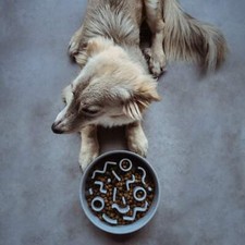 District 70 BAMBOO Hunde Slow