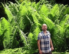 frostharter Riesenfarn Farn für den Garten bis 4 Meter ! Gartenfarne Adlerfarn