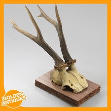 Rehgeweih gehörn wandbehang - rehgeweih,