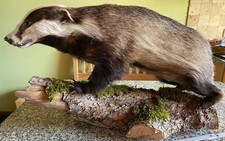 Dachs Präparat Tierpräparat