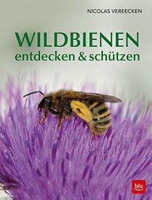 Wildbienen entdecken
