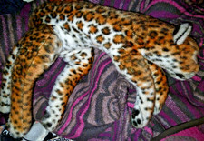 Toller Leopard liegend Steiff 70er-Jahre sehr schön erhalten ca. 58 cm groß