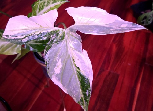 Rare new syngonium - new!, angustatum