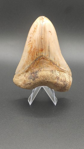 Otodus megalodon indonesien - otodus,