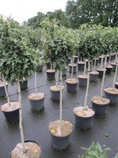 Hochstamm Kugel-Weißdorn /