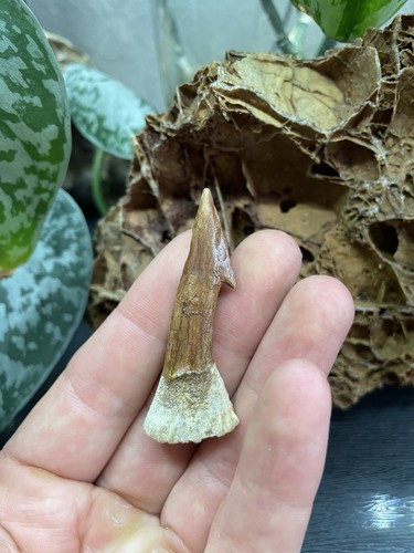 7cm zahn eines - 5,7cm,