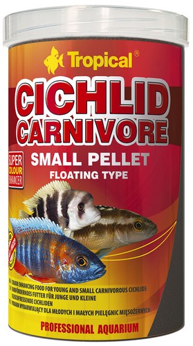 Tropical cichlid carnivore - cichlid,