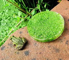 4x Frische Wasserlinsen  in