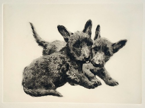 Scotchterrier radierung von - "scotchterrier",