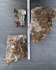 Birkenrinde 3 St.  Baumrinde Frühlingsdeko Dekoration Osterdeko Tischedeko (6)