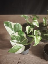 Efeutute 'N'Joy' Grün- Weiß